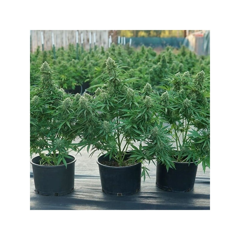 Atlas F1 Auto semi cannabis Royal Queen Seeds
