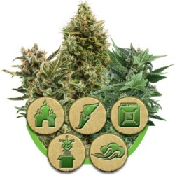 Autoflowering Mix Royal Queen Seeds - confezione 1