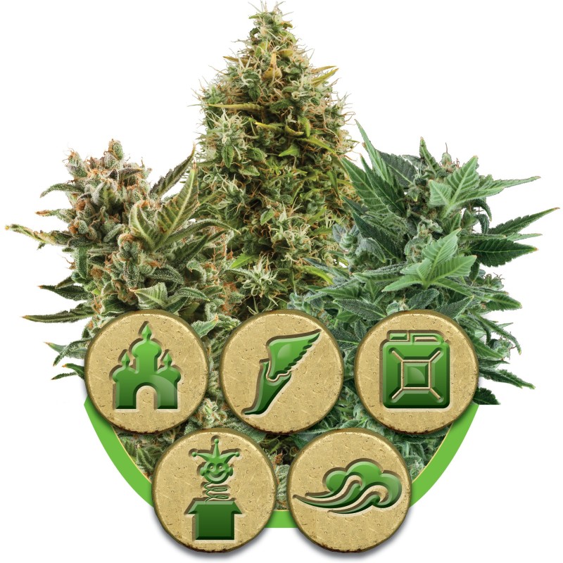 Autoflowering Mix Royal Queen Seeds - confezione 1