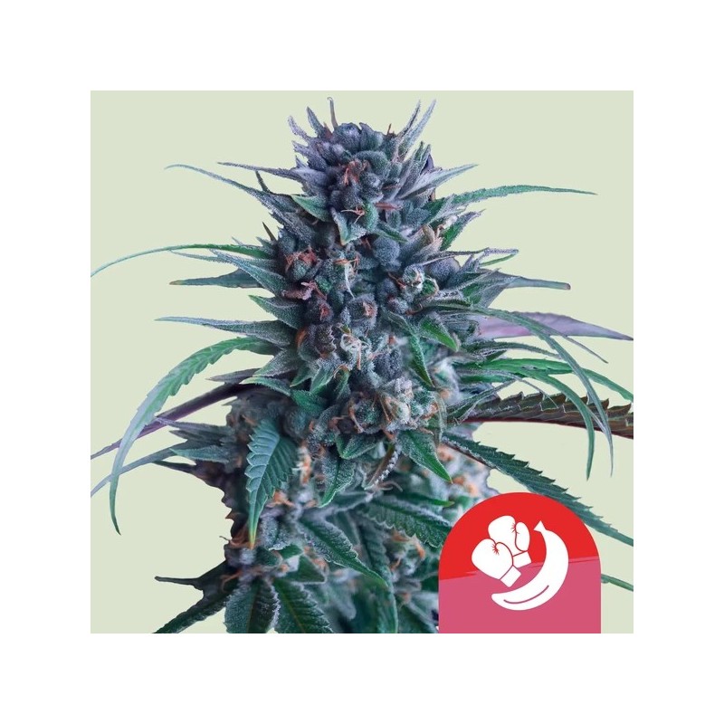 Banana Brawler (Tyson Collab) semi cannabis Royal Queen Seeds