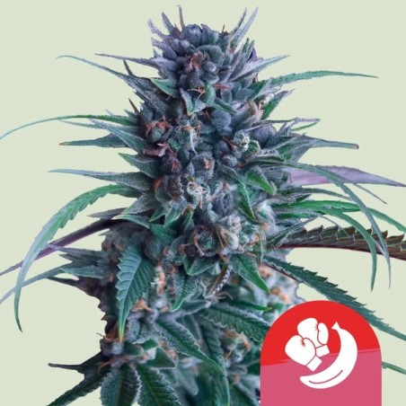 Banana Brawler (Tyson Collab) semi cannabis Royal Queen Seeds