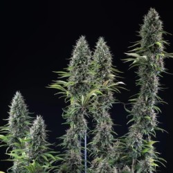 Banana Brawler (Tyson Collab) semi cannabis Royal Queen Seeds