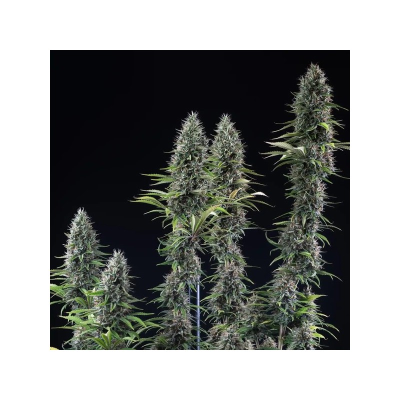Banana Brawler (Tyson Collab) semi cannabis Royal Queen Seeds