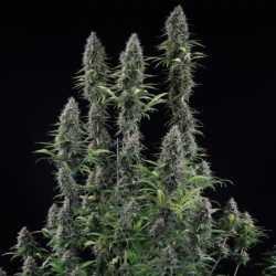 Banana Brawler (Tyson Collab) semi cannabis Royal Queen Seeds