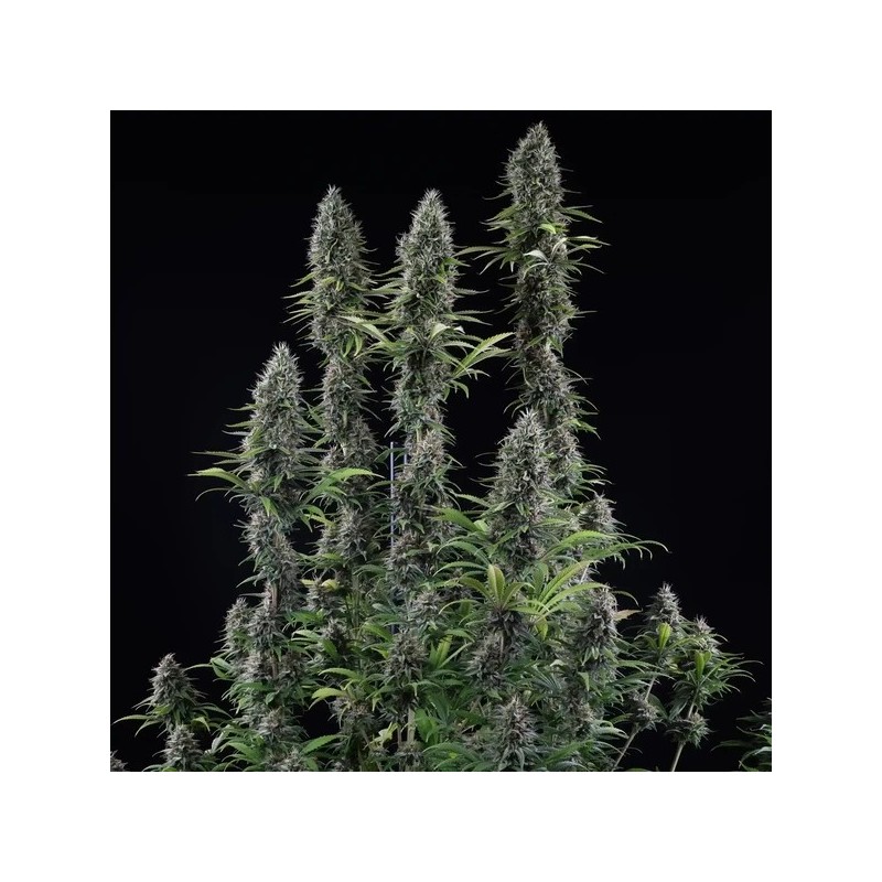 Banana Brawler (Tyson Collab) semi cannabis Royal Queen Seeds
