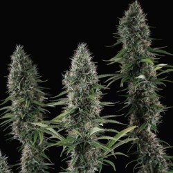 Banana Brawler (Tyson Collab) semi cannabis Royal Queen Seeds