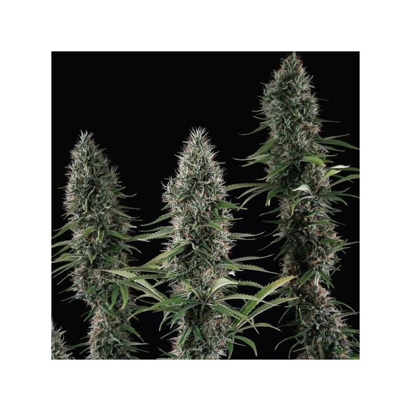 Banana Brawler (Tyson Collab) semi cannabis Royal Queen Seeds