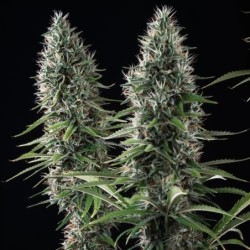 Banana Brawler (Tyson Collab) semi cannabis Royal Queen Seeds
