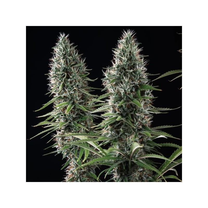 Banana Brawler (Tyson Collab) semi cannabis Royal Queen Seeds
