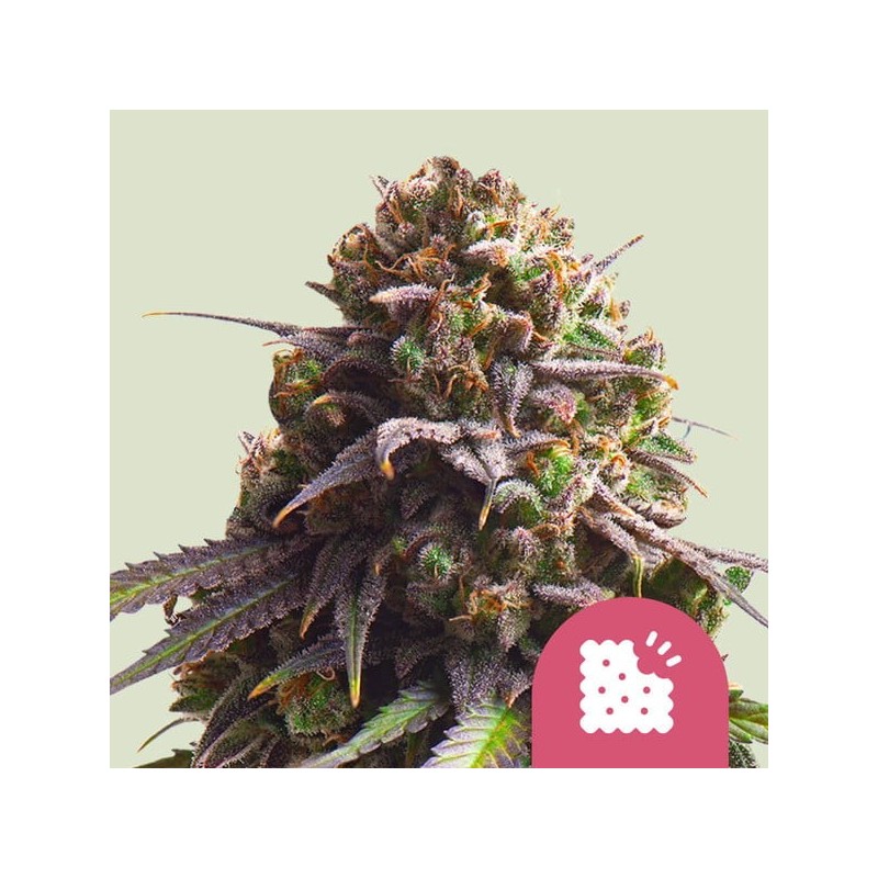 Biscotti semi cannabis Royal Queen Seeds