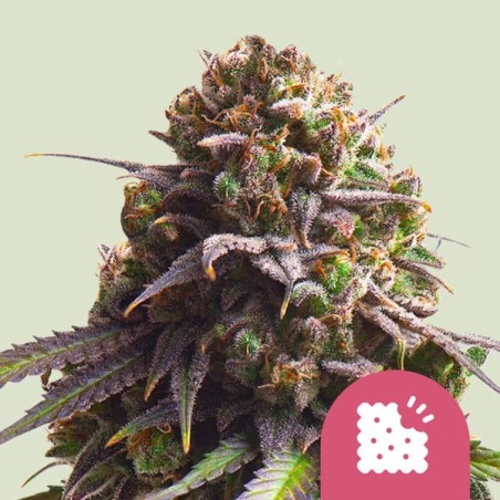 Biscotti semi cannabis Royal Queen Seeds