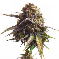 Biscotti semi cannabis Royal Queen Seeds
