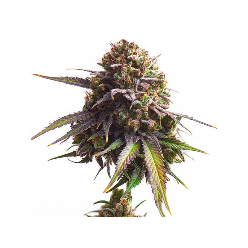 Biscotti semi cannabis Royal Queen Seeds