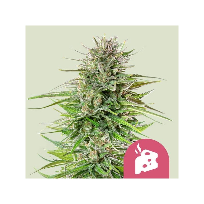 Blue Cheese semi cannabis Royal Queen Seeds