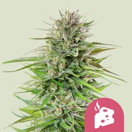Blue Cheese semi cannabis Royal Queen Seeds