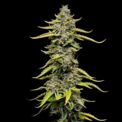 Blue Cheese semi cannabis Royal Queen Seeds