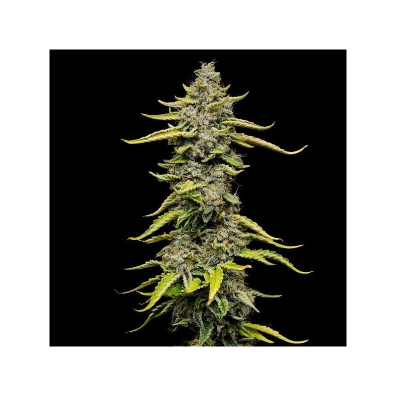 Blue Cheese semi cannabis Royal Queen Seeds