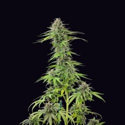 Blue Cheese semi cannabis Royal Queen Seeds