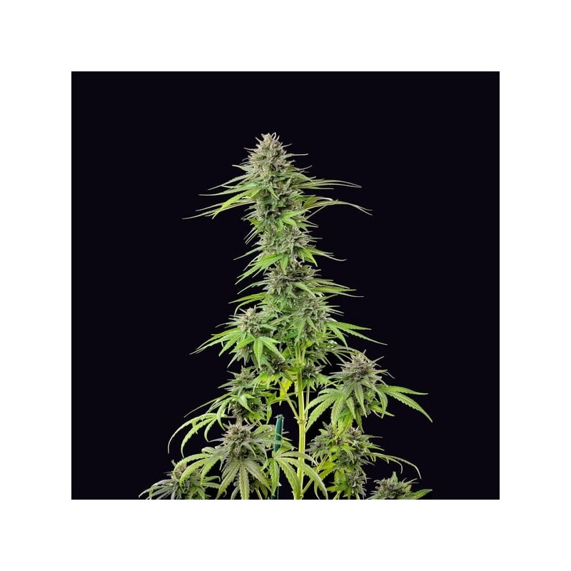 Blue Cheese semi cannabis Royal Queen Seeds