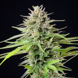 Blue Cheese semi cannabis Royal Queen Seeds