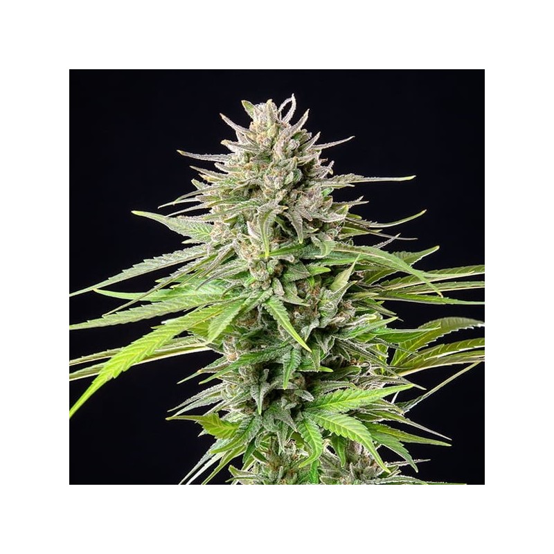 Blue Cheese semi cannabis Royal Queen Seeds