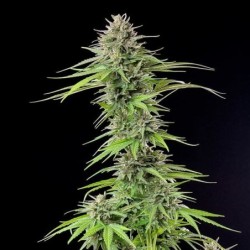 Blue Cheese semi cannabis Royal Queen Seeds