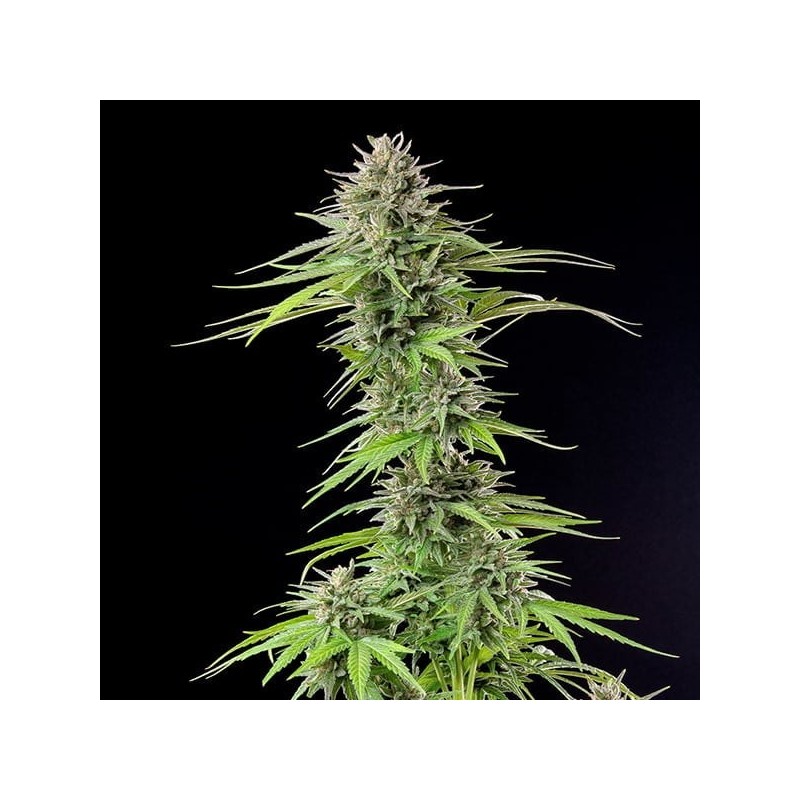 Blue Cheese semi cannabis Royal Queen Seeds