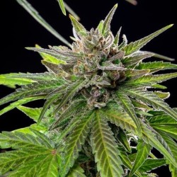 Blue Cheese semi cannabis Royal Queen Seeds