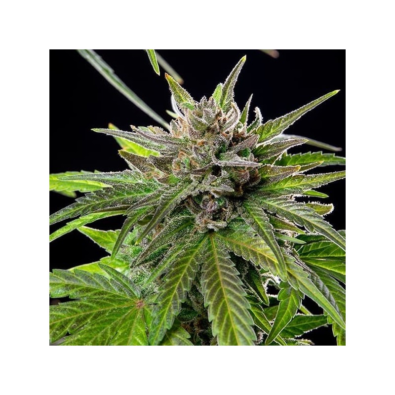 Blue Cheese semi cannabis Royal Queen Seeds