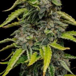 Blue Cheese semi cannabis Royal Queen Seeds