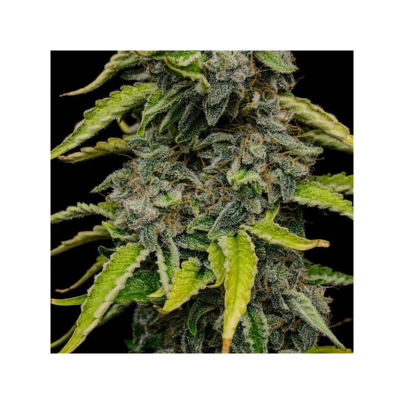 Blue Cheese semi cannabis Royal Queen Seeds
