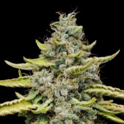Blue Cheese semi cannabis Royal Queen Seeds