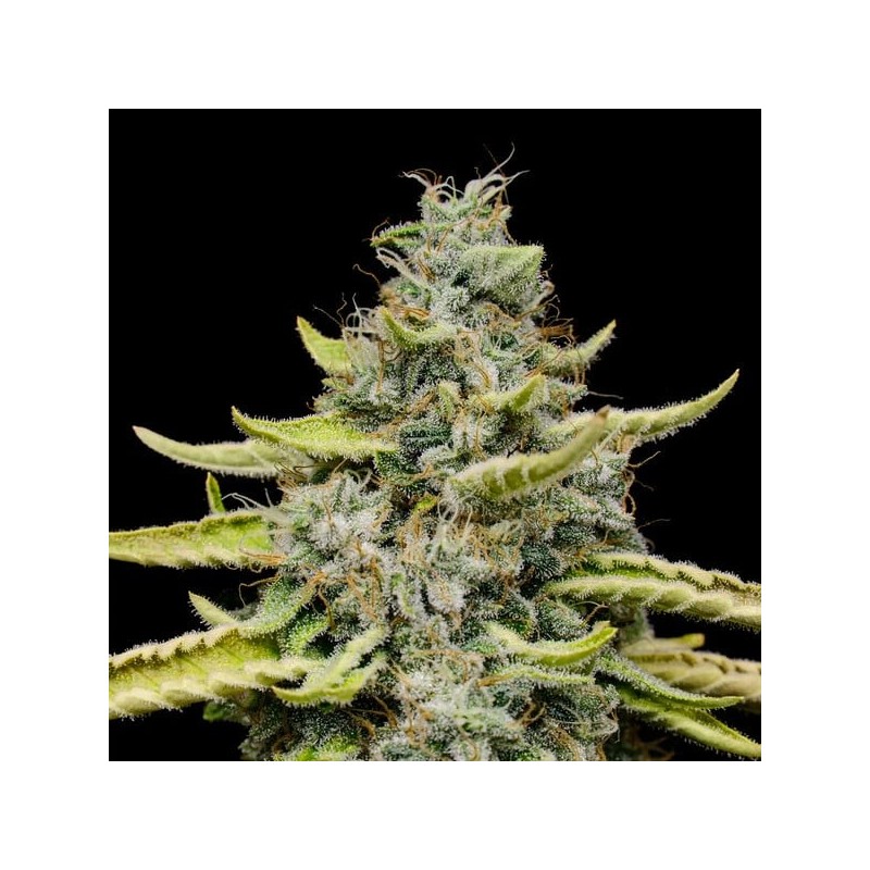 Blue Cheese semi cannabis Royal Queen Seeds