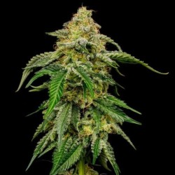 Blue Cheese semi cannabis Royal Queen Seeds