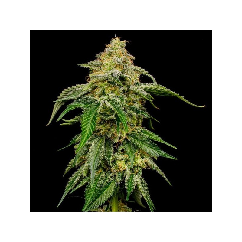Blue Cheese semi cannabis Royal Queen Seeds