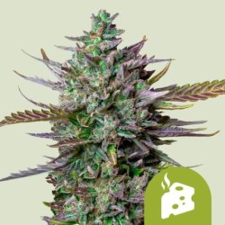 Blue Cheese Auto semi cannabis Royal Queen Seeds