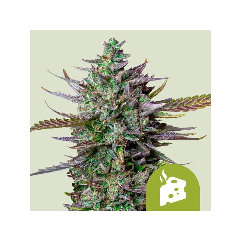 Blue Cheese Auto semi cannabis Royal Queen Seeds