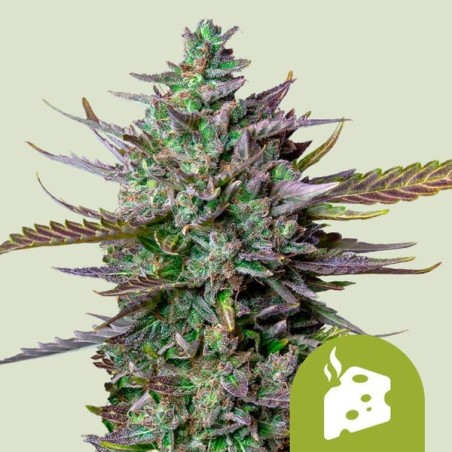 Blue Cheese Auto semi cannabis Royal Queen Seeds