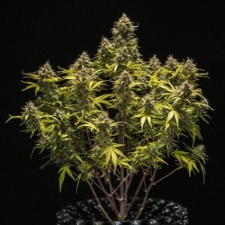 Blue Cheese Auto semi cannabis Royal Queen Seeds