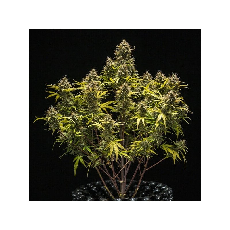 Blue Cheese Auto semi cannabis Royal Queen Seeds