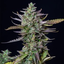 Blue Cheese Auto semi cannabis Royal Queen Seeds