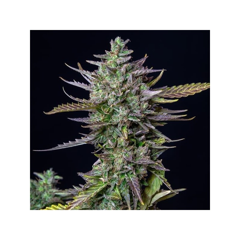 Blue Cheese Auto semi cannabis Royal Queen Seeds