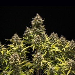 Blue Cheese Auto semi cannabis Royal Queen Seeds