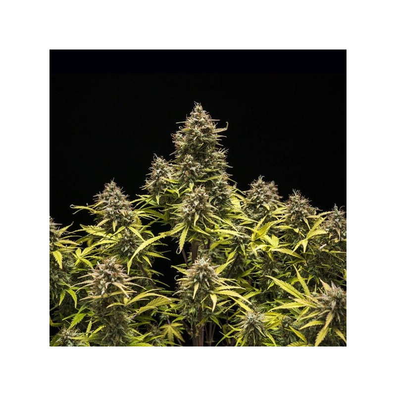 Blue Cheese Auto semi cannabis Royal Queen Seeds