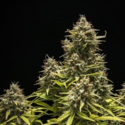 Blue Cheese Auto semi cannabis Royal Queen Seeds