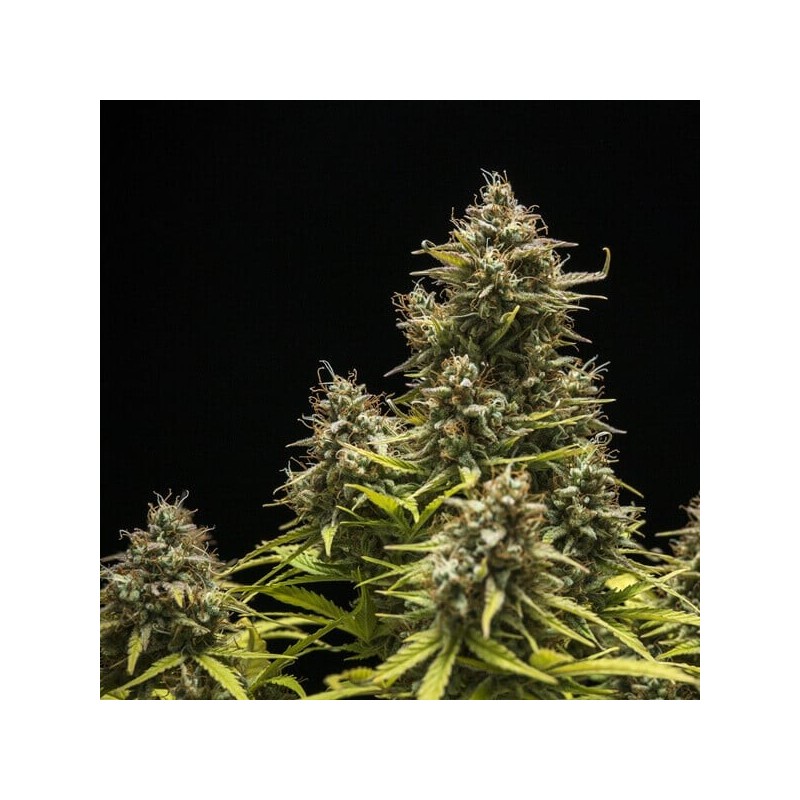 Blue Cheese Auto semi cannabis Royal Queen Seeds