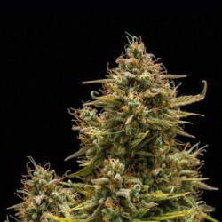 Blue Cheese Auto semi cannabis Royal Queen Seeds