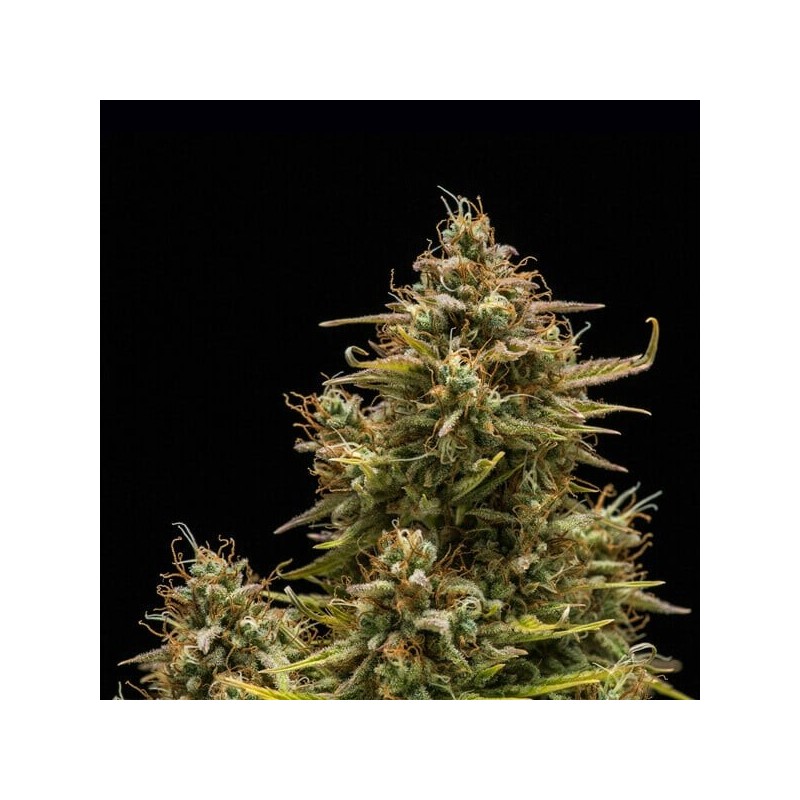 Blue Cheese Auto semi cannabis Royal Queen Seeds