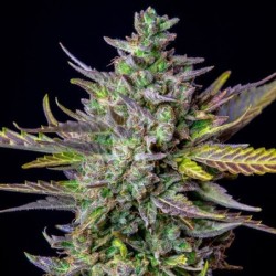 Blue Cheese Auto semi cannabis Royal Queen Seeds