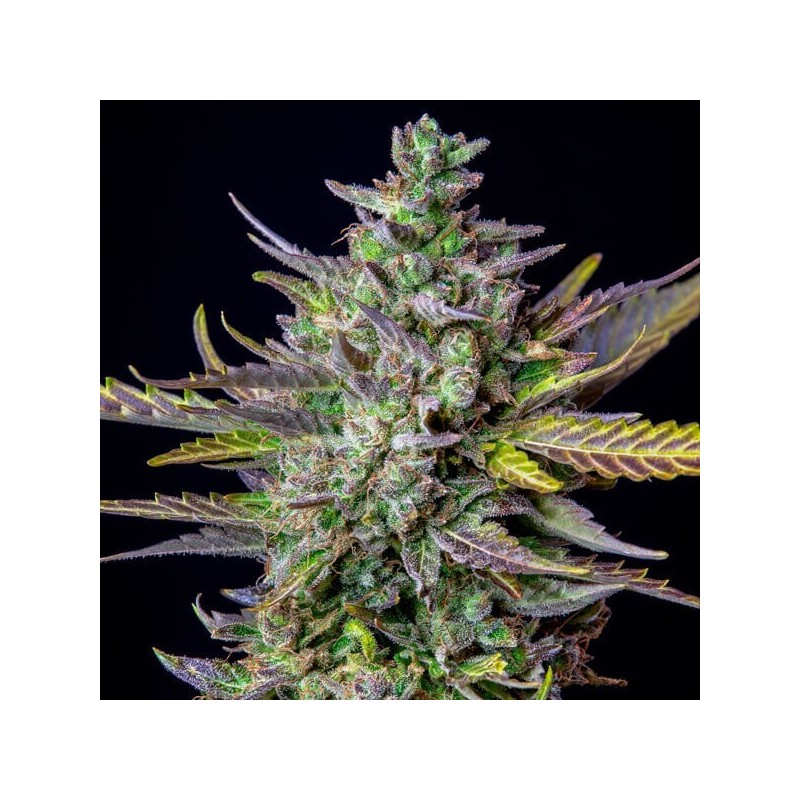 Blue Cheese Auto semi cannabis Royal Queen Seeds